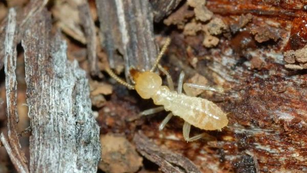 شركة مكافحة النمل في دبي