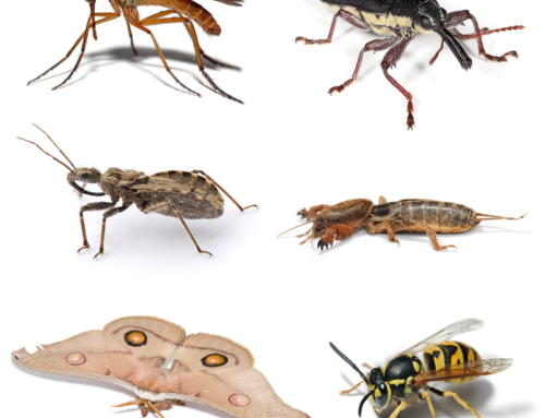 شركة مكافحة حشرات في الشارقة |0556216906|رش حشرات