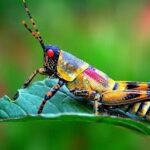 شركة مكافحة حشرات في عجمان شركة مكافحة حشرات في عجمان