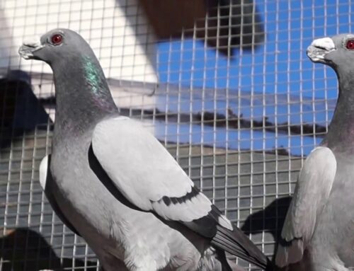 شركة مكافة الحمام في الشارقة |0556216906| تركيب طارد حمام