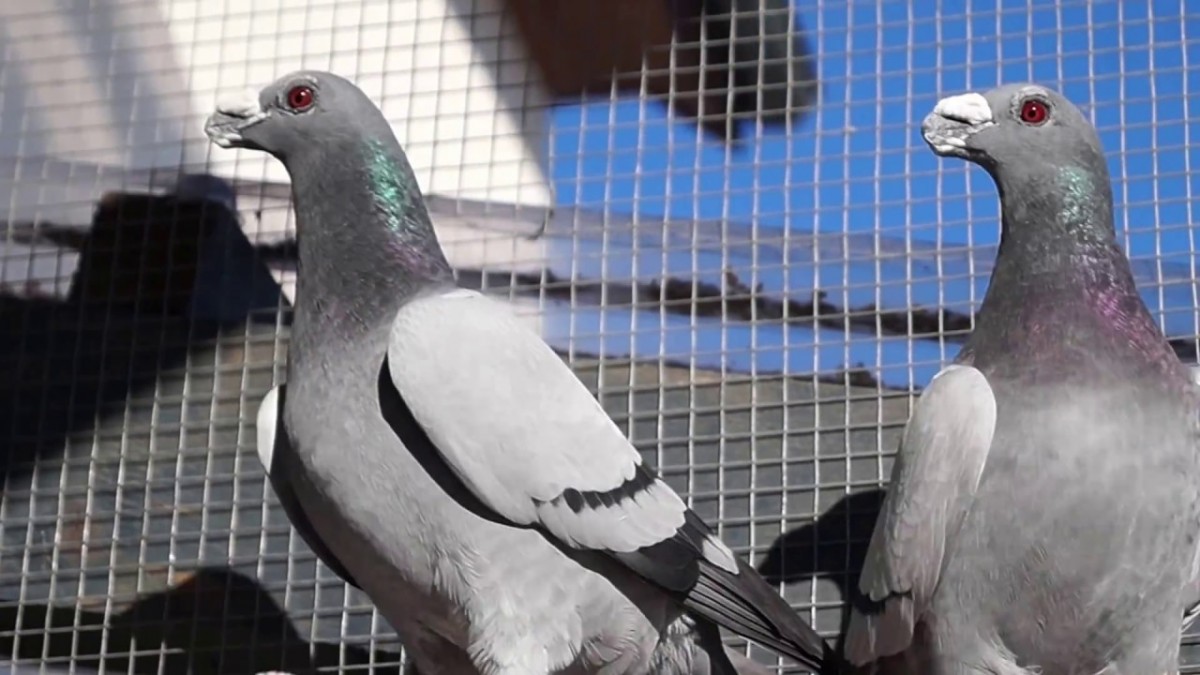 شركة مكافة الحمام في الشارقة