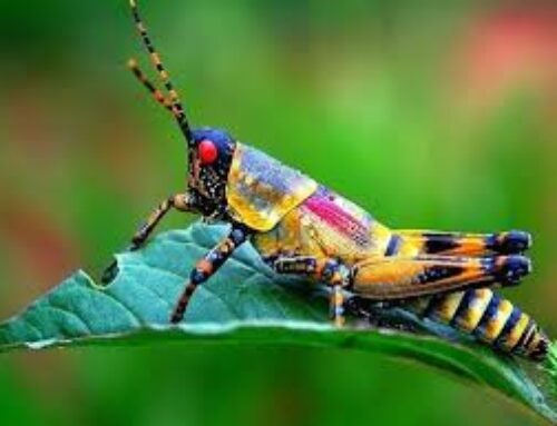 شركة مكافحة حشرات في عجمان |0556216906| شركة مكافحة