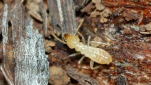 شركة مكافحة النمل في دبي