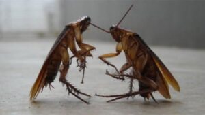 شركة مكافحة الصراصير في ابوظبي