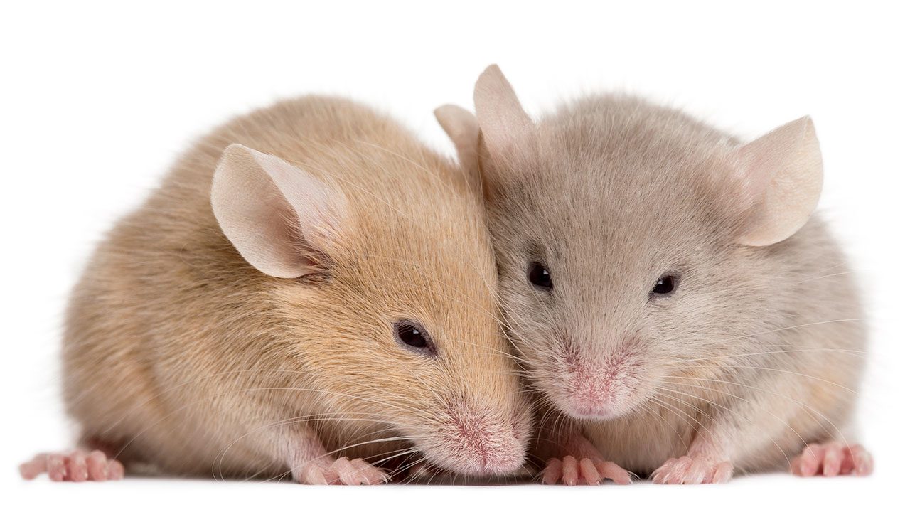 شركة مكافحة الفئران في دبي