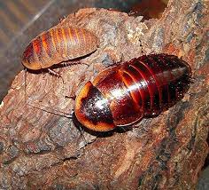 شركة مكافحة الصراصير في ام القيوين