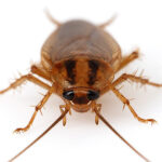 شركة مكافحة الصراصير في الشارقة