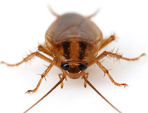 شركة مكافحة الصراصير في الشارقة |0556216906|خدمات ابادة حشرات