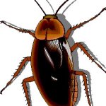 شركة مكافحة الصراصير في راس الخيمة