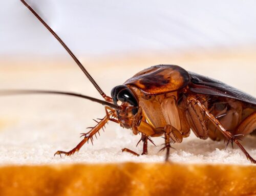 شركة مكافحة حشرات في دبي |0556216906| رش حشرات